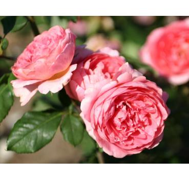 Amandine Chanel® - Wurzelnackte Rose -A- Qualität