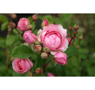 Amandine Chanel® - Wurzelnackte Rose -A- Qualität