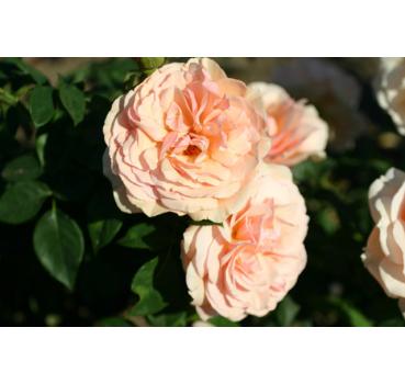Nicole Mioulane® - Wurzelnackte Rose -A- Qualität