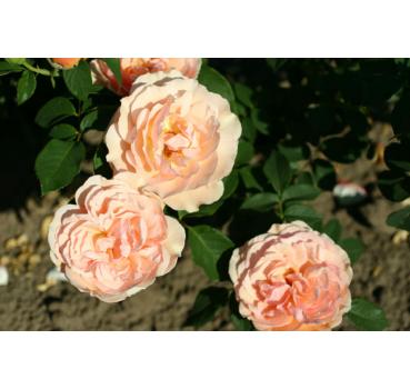 Nicole Mioulane® - Wurzelnackte Rose -A- Qualität