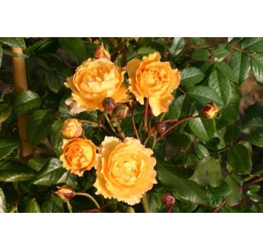 Marc Antoine Charpentier® - Wurzelnackte Rose -A- Qualität