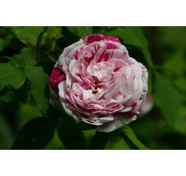 Honorine de Brabant