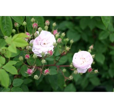 Blush Noisette