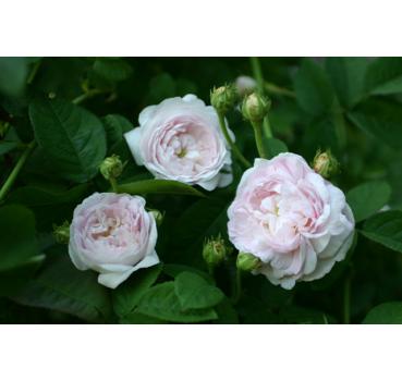 Duchesse de Montebello