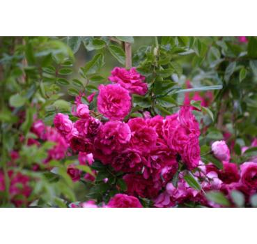 Excelsa