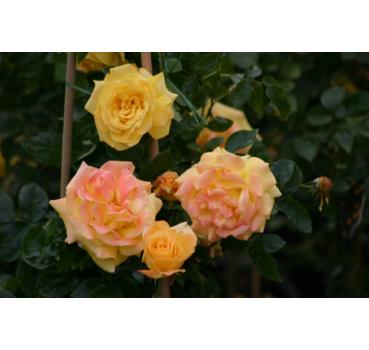 Goldfassade - Wurzelnackte Rose -A- Qualität
