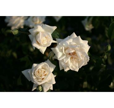 Ilse Krohn Superior® - Wurzelnackte Rose -A- Qualität