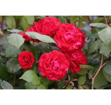 Paul's Scarlet Climber
