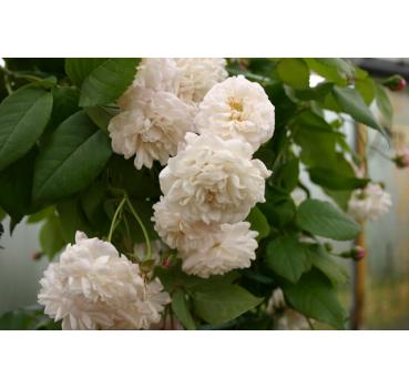 Félicité et Perpétue - Wurzelnackte Rose -A- Qualität