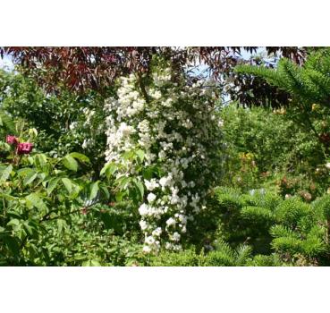 Rambling Rector