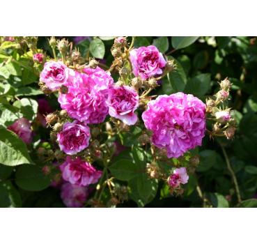 Rosa Russelliana