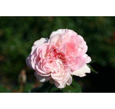 Alexandra Princesse de Luxembourg®