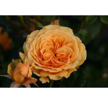 Amber Queen®
