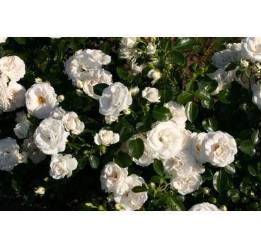 Aspirin Rose®