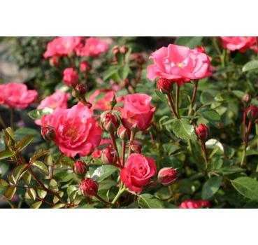 Bella Rosa®