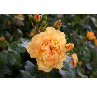 Bernstein Rose®