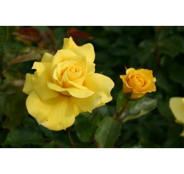 Friesia®