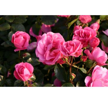 Play Rose®