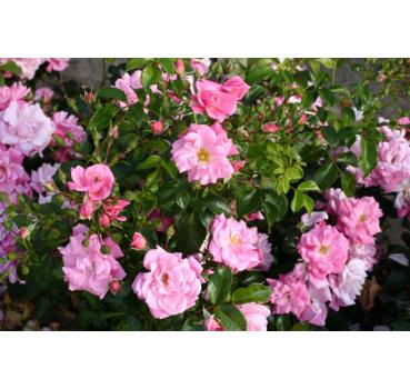 Sommermärchen®