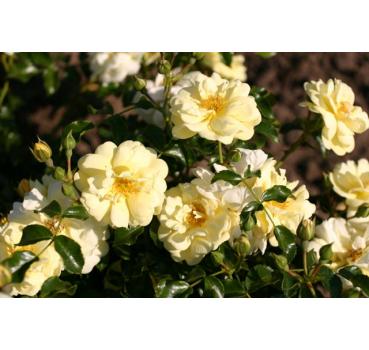 Sunny Rose®