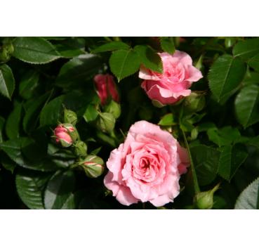 Pink Symphonie®