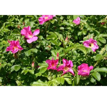 Rosa rugosa - Wurzelnackte Rose -A- Qualität