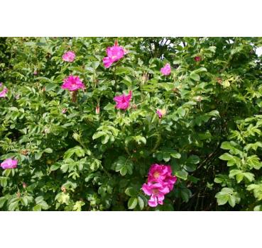 Rosa rugosa - Wurzelnackte Rose -A- Qualität