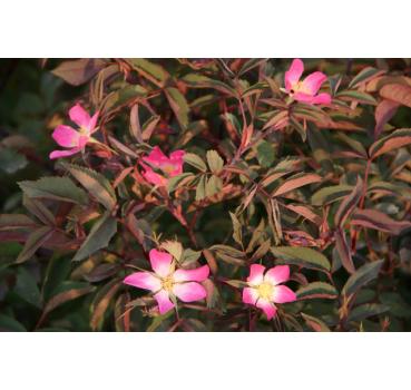 Rosa glauca