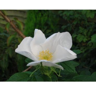 Rosa rugosa Alba