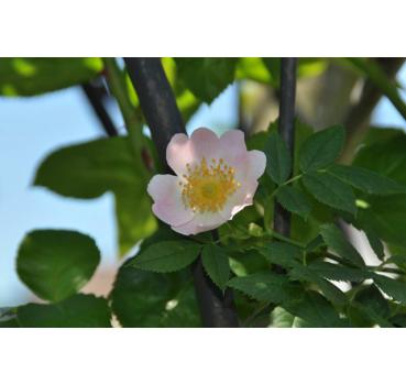 Rosa rubiginosa