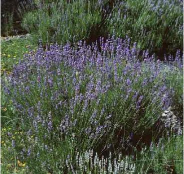 Lavandula angustifolia Hidcote Blue - mit Topfballen