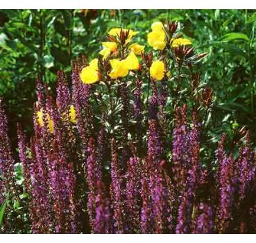 Salvia nemorosa Ostfriesland - mit Topfballen