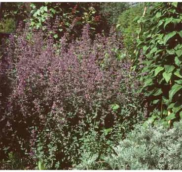 Nepeta × faassenii Six Hills Giant