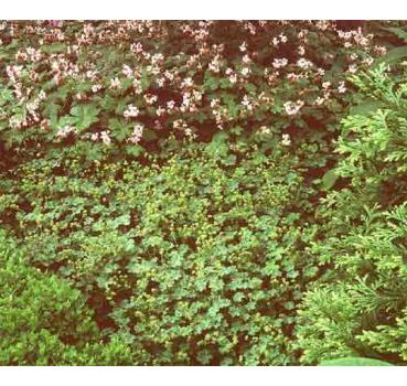 Alchemilla erythropoda [Juz.]