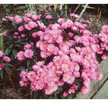 Aster Dumosu