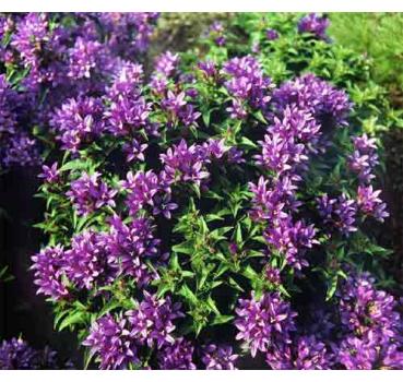 Campanula glomerata Acaulis