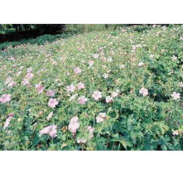 Geranium endressii [J. Gay]