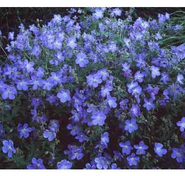 Geranium Pratens