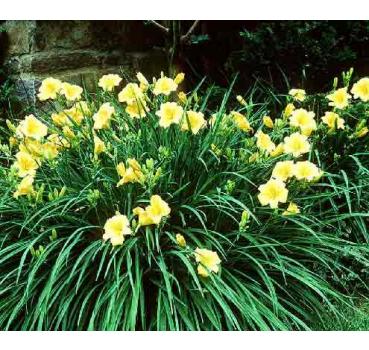 Hemerocallis Hybride Stella de Oro