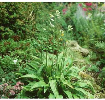 Hosta lancifolia [(Thunb.) Engler]