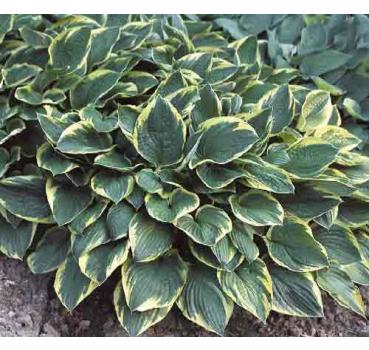 Hosta × fortunei Aure