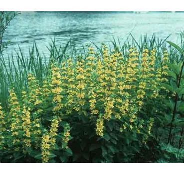 Lysimachia punctata [L.]