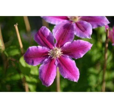 Clematis Dr. Ruppel