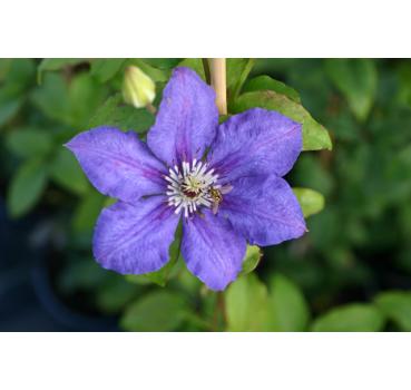 Clematis Blue Gem