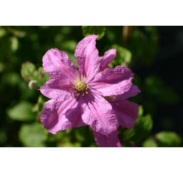 Clematis Comtesse de Bouchaud