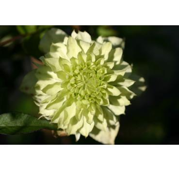 Clematis florida alba plena