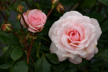  Rose: Bremer Stadtmusikanten Foto Rosen-Direct.de