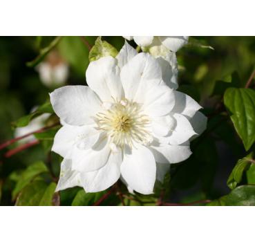 Clematis Duchess of Edinburgh