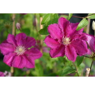 Clematis Ernest Markham