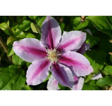 Clematis Bees Jubilee